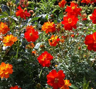 Flowers on Montalvo's west lawn